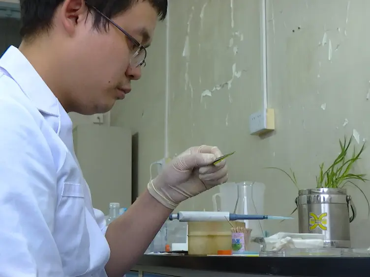 The Plant Infection Test: Spray and Wound-Mediated Inoculation with the Plant Pathogen <em>Magnaporthe Grisea</em>