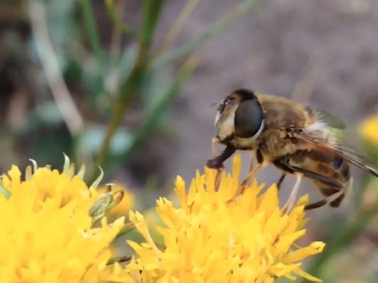 Rearing and Long-Term Maintenance of <em>Eristalis tenax</em> Hoverflies for Research Studies