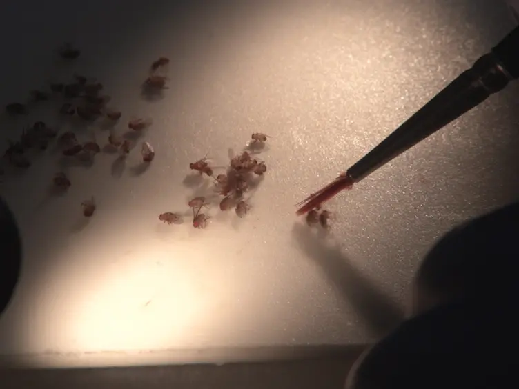 Preparing Developing Peripheral Olfactory Tissue for Molecular and Immunohistochemical Analysis in <em>Drosophila</em>