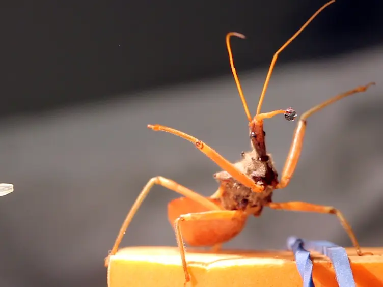 Harvesting Venom Toxins from Assassin Bugs and Other Heteropteran Insects