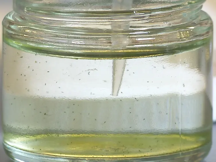 Methods for the Study of Regeneration in <em>Stentor</em>