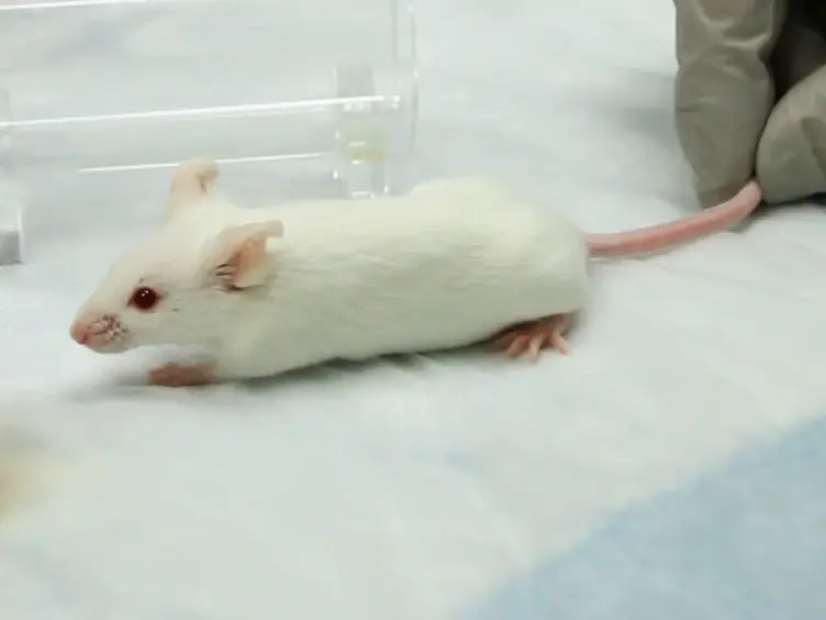 Assessment of Respiratory Function in Conscious Mice by Double-chamber Plethysmography