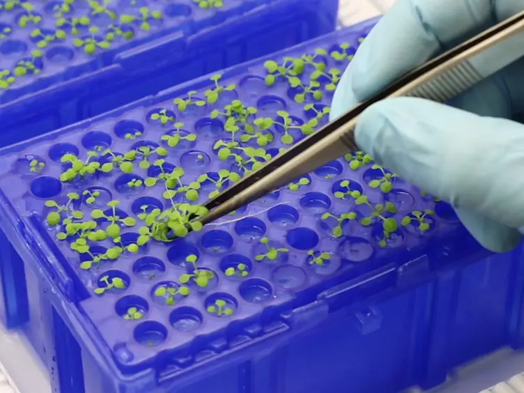 A Flexible Low Cost Hydroponic System for Assessing Plant Responses to Small Molecules in Sterile Conditions