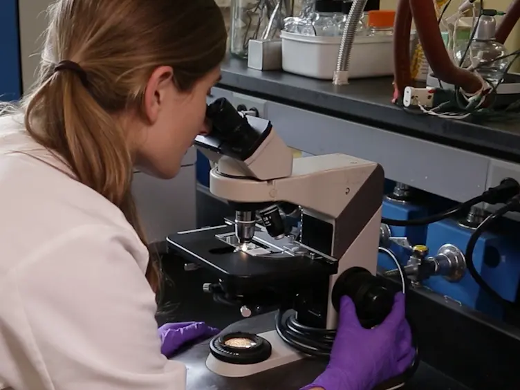 Production and Visualization of Bacterial Spheroplasts and Protoplasts to Characterize Antimicrobial Peptide Localization