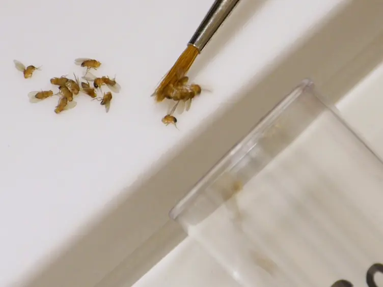 A Temperature Gradient Assay to Determine Thermal Preferences of <em>Drosophila</em> Larvae