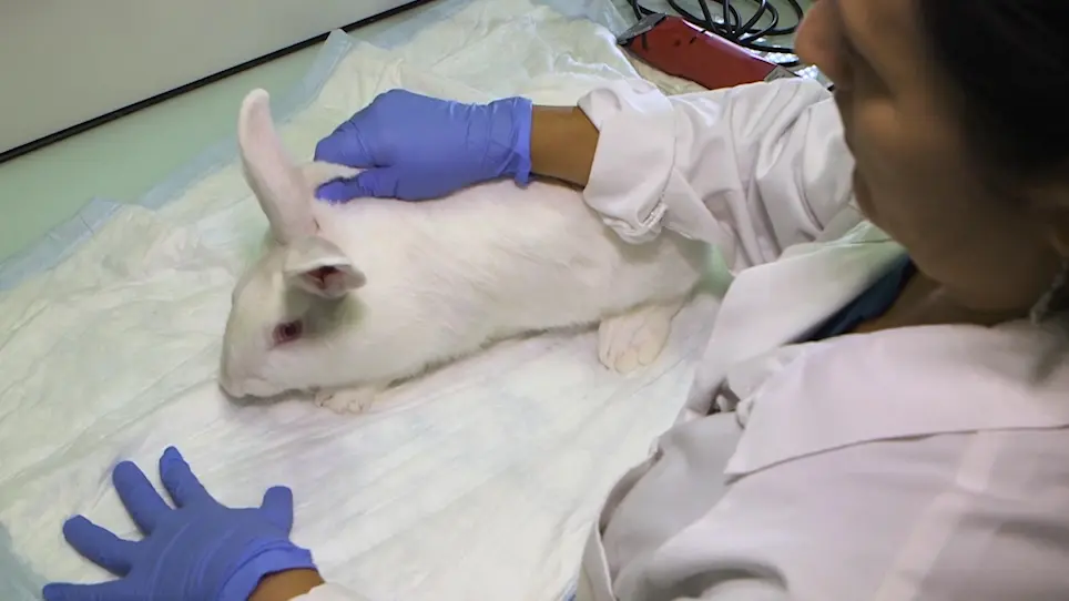 A Versatile Model of Hard Tick Infestation on Laboratory Rabbits