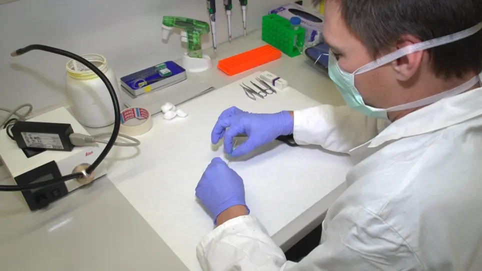 Orthotopic Transplantation of Syngeneic Lung Adenocarcinoma Cells to Study PD-L1 Expression