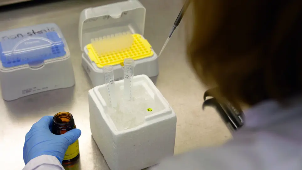 Analysis of Thylakoid Membrane Protein Complexes by Blue Native Gel Electrophoresis