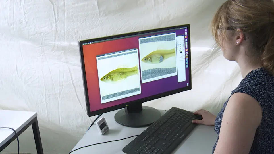 Using the <em>FishSim</em> Animation Toolchain to Investigate Fish Behavior: A Case Study on Mate-Choice Copying In Sailfin Mollies