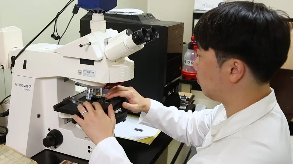 Studying Protein Import into Chloroplasts Using Protoplasts