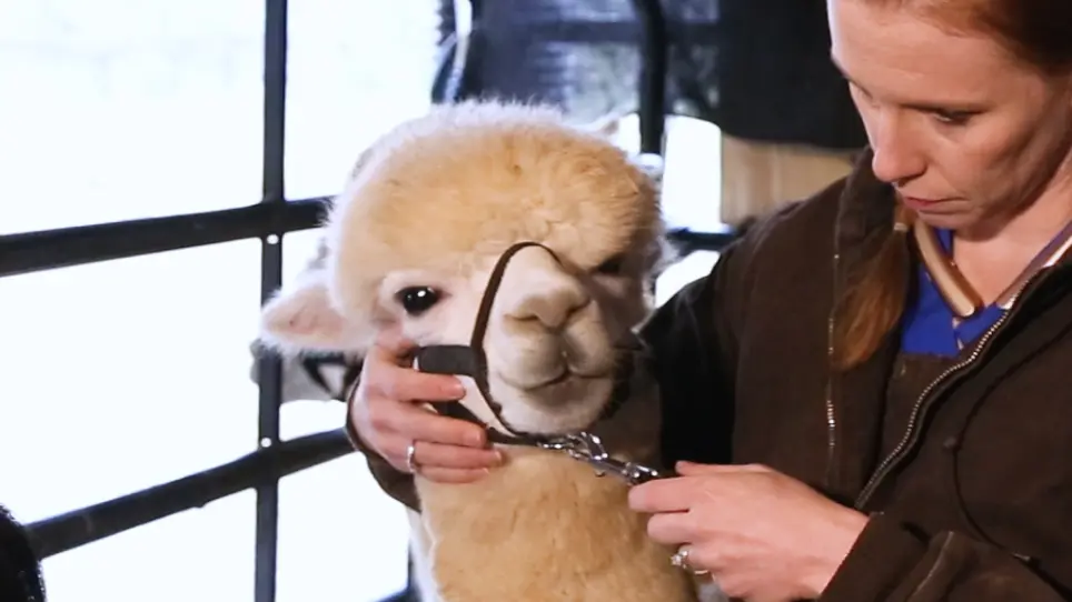 Immunization of Alpacas (<em>Lama pacos</em>) with Protein Antigens and Production of Antigen-specific Single Domain Antibodies