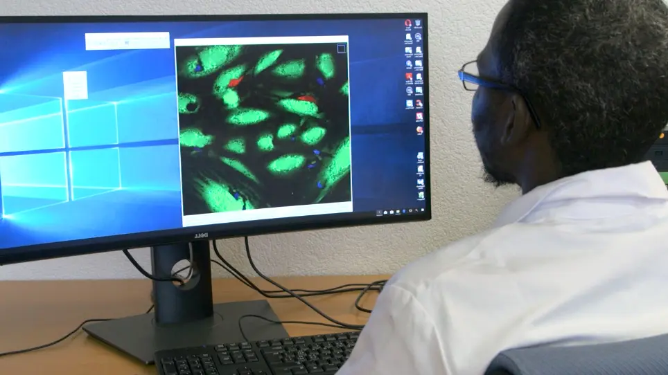 Simultaneous Study of the Recruitment of Monocyte Subpopulations Under Flow In Vitro