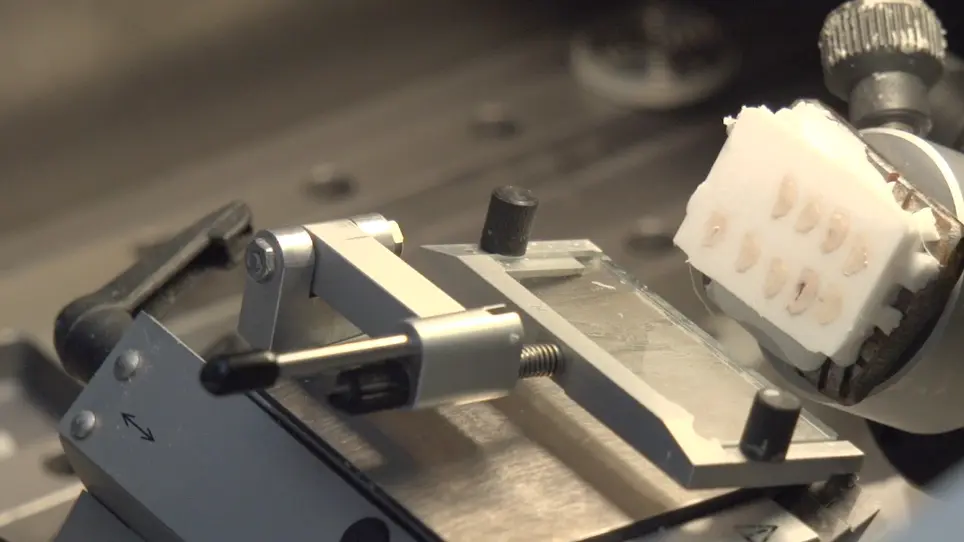 Simultaneous Cryosectioning of Multiple Rodent Brains