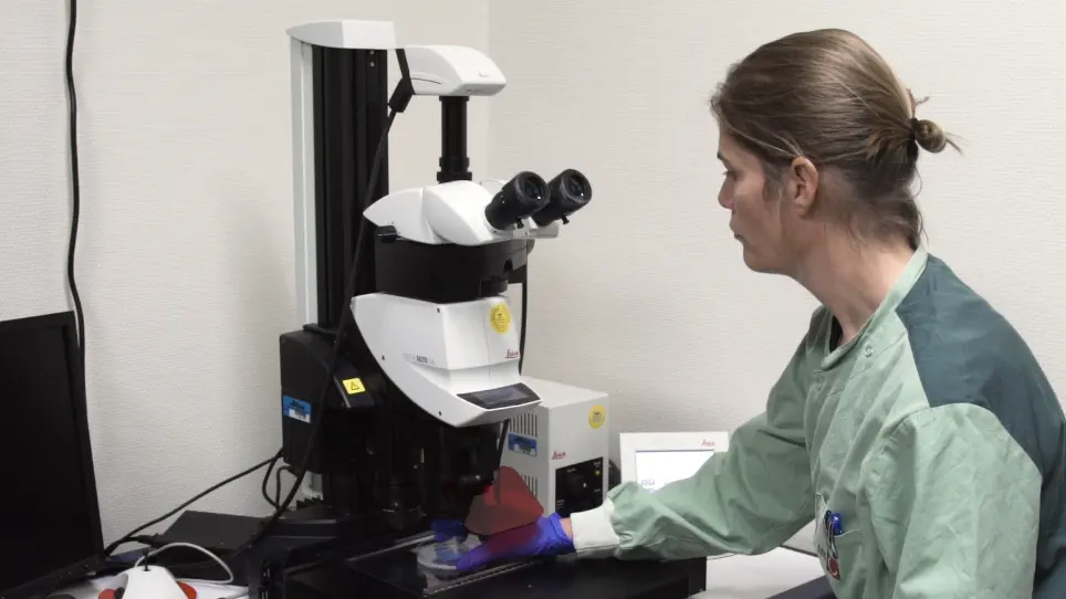 A Zebrafish Embryo Model for In Vivo Visualization and Intravital Analysis of Biomaterial-associated <em>Staphylococcus aureus</em> Infection