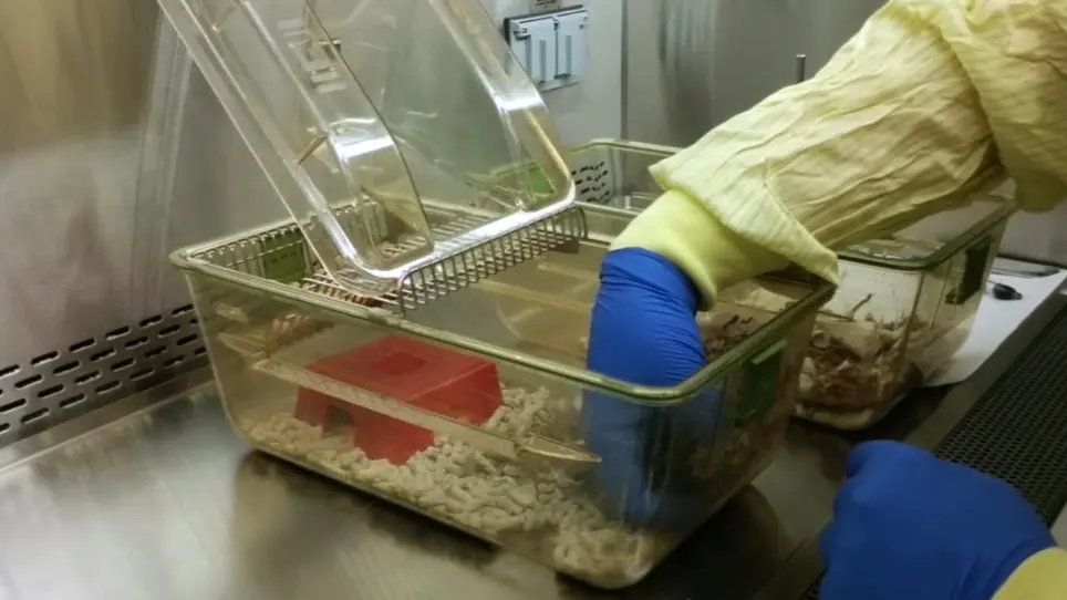 A Controlled Mouse Model for Neonatal Polymicrobial Sepsis