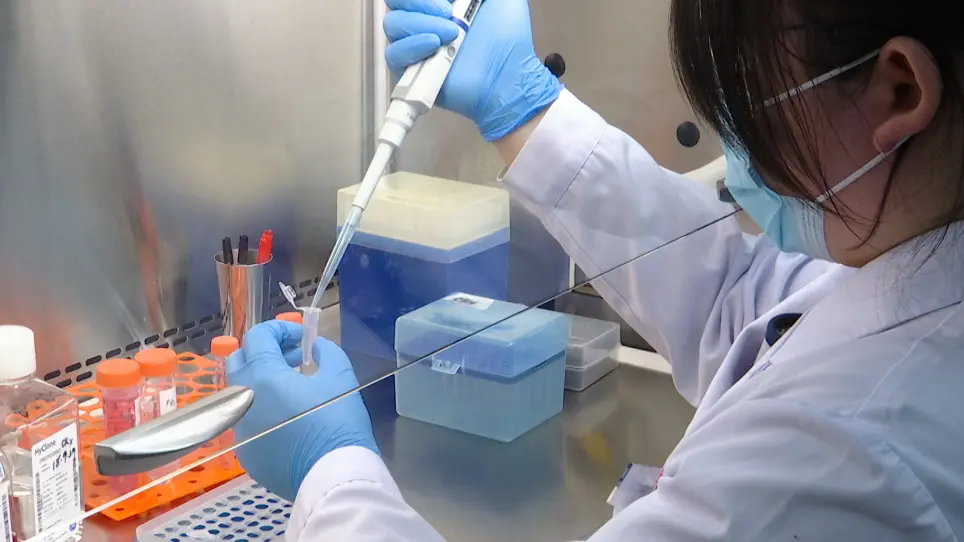 Orthotopic Injection of Breast Cancer Cells into the Mice Mammary Fat Pad