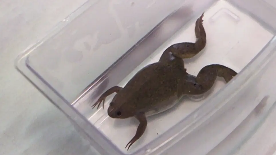 Reproductive Techniques for Ovarian Monitoring and Control in Amphibians