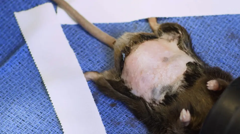 Creation of Colonic Anastomosis in Mice