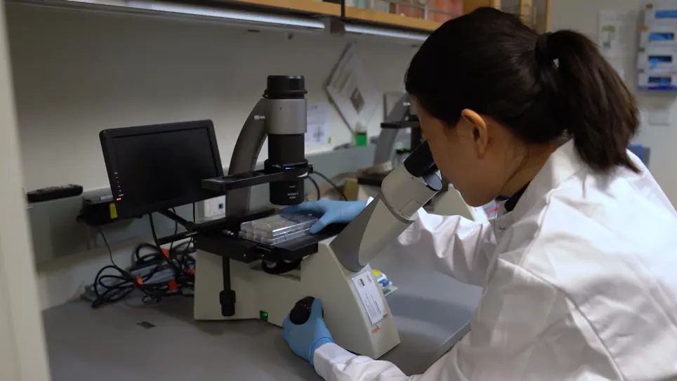Efficient Differentiation of Human Pluripotent Stem Cells into Liver Cells
