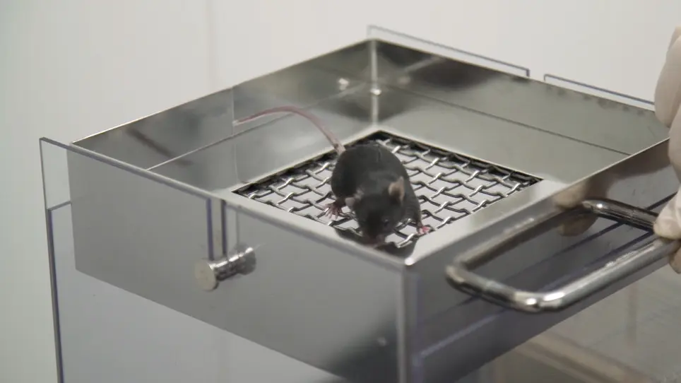 Low-cost Protocol of Footprint Analysis and Hanging Box Test for Mice Applied the Chronic Restraint Stress