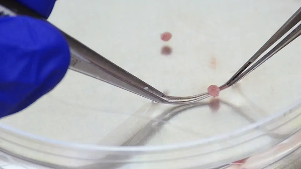 Analyzing Oxygen Consumption Rate in Primary Cultured Mouse Neonatal Cardiomyocytes Using an Extracellular Flux Analyzer