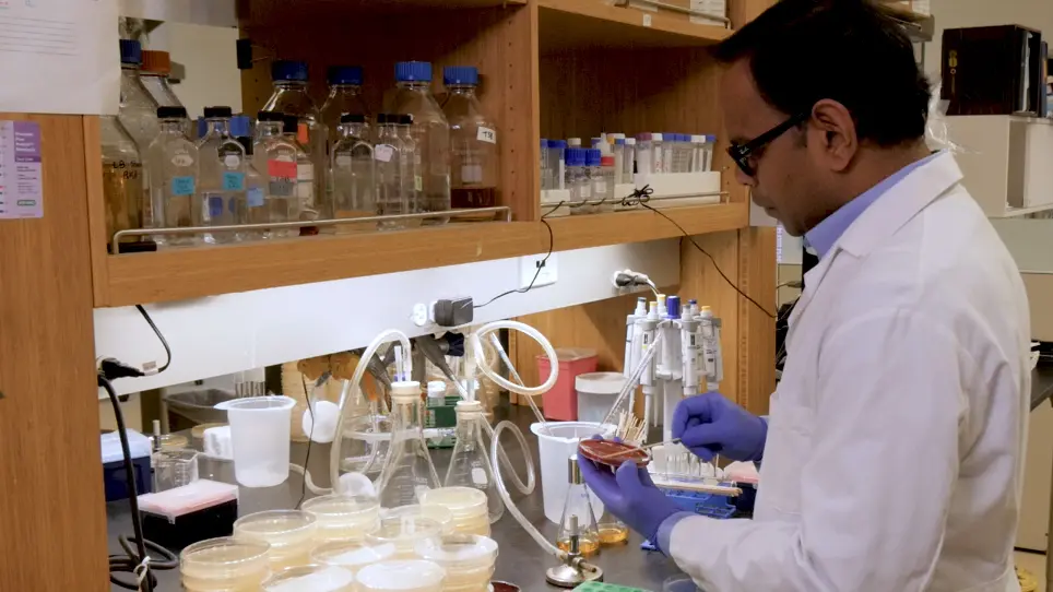 A Fluorescence-based Method to Study Bacterial Gene Regulation in Infected Tissues
