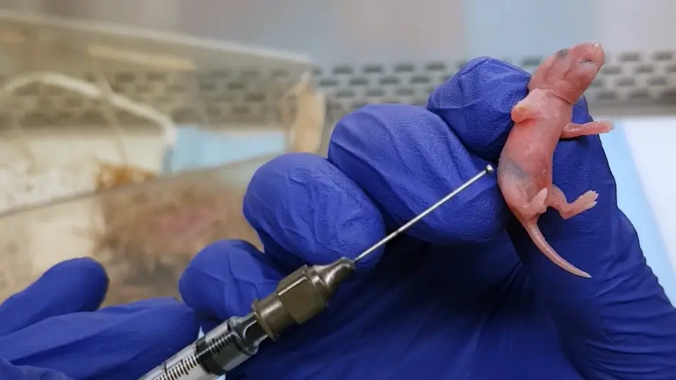 Probiotic Studies in Neonatal Mice Using Gavage