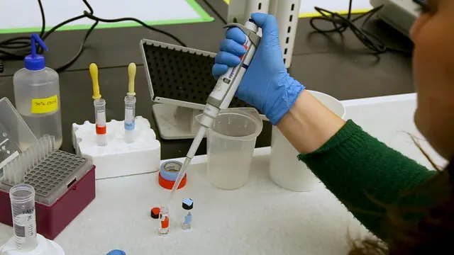 Wholemount In Situ Hybridization for <em>Astyanax</em> Embryos