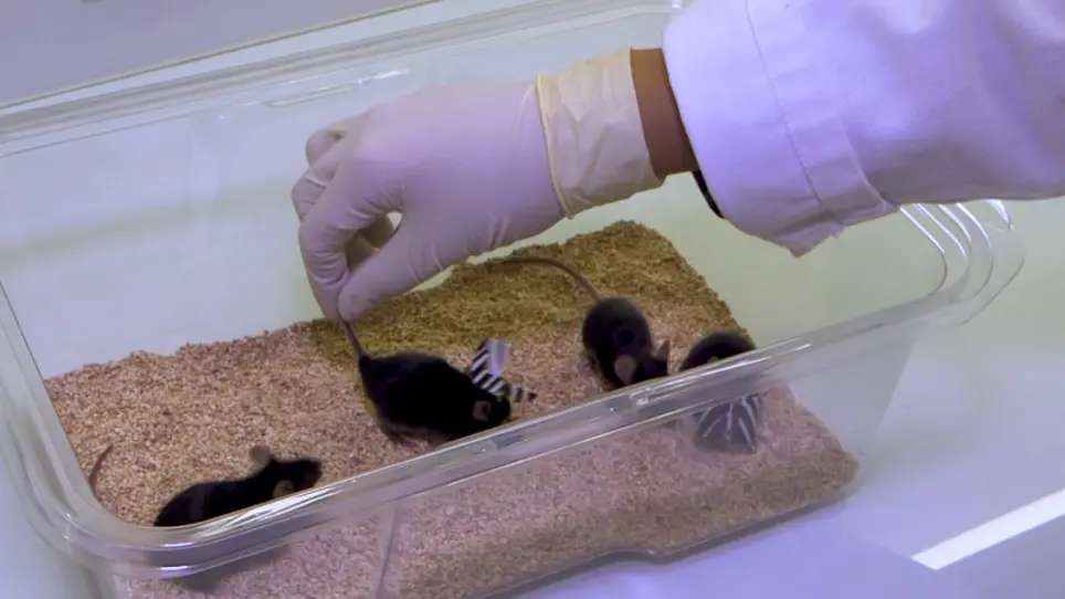 Long-term Sensory Conflict in Freely Behaving Mice