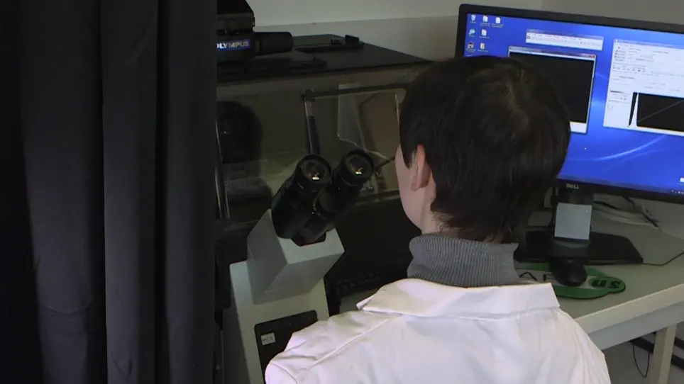 Generation, Amplification, and Titration of Recombinant Respiratory Syncytial Viruses