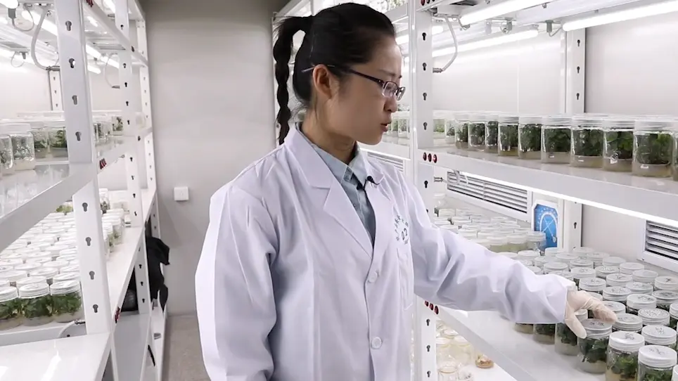 Study on the Metabolism of Six Systemic Insecticides in a Newly Established Cell Suspension Culture Derived from Tea (<em>Camellia Sinensis </em>L.) Leaves