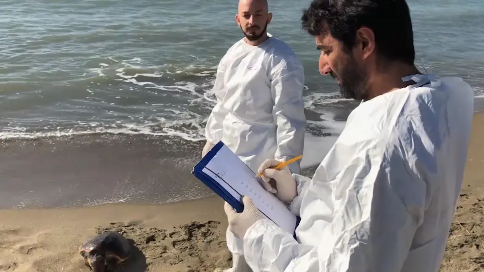 Data Collection on Marine Litter Ingestion in Sea Turtles and Thresholds for Good Environmental Status