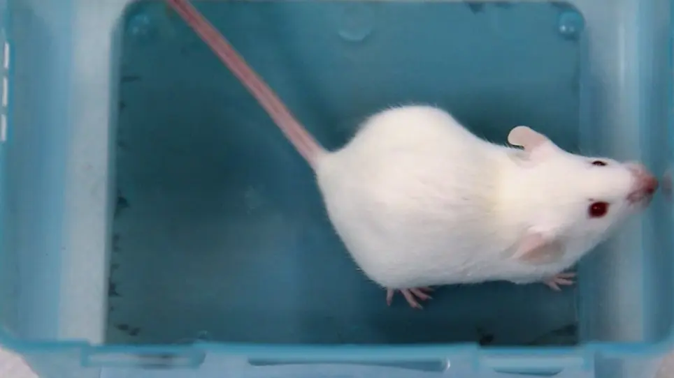 Blood Collection Through Subclavian Vein Puncture in Mice