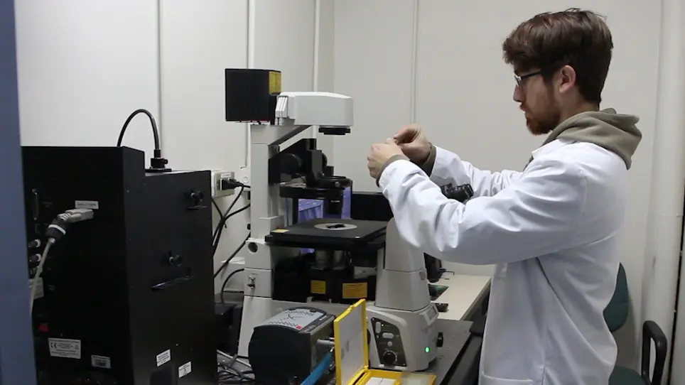 Studying Organelle Dynamics in B Cells During Immune Synapse Formation