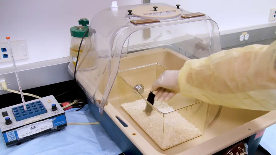 Implantation of an Isoproterenol Mini-Pump to Induce Heart Failure in Mice