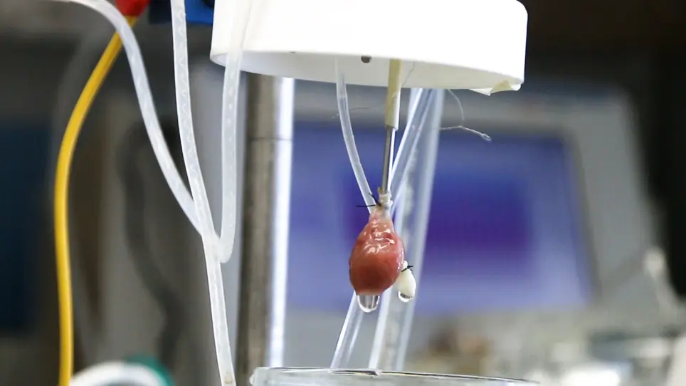Pre-clinical Model of Cardiac Donation after Circulatory Death