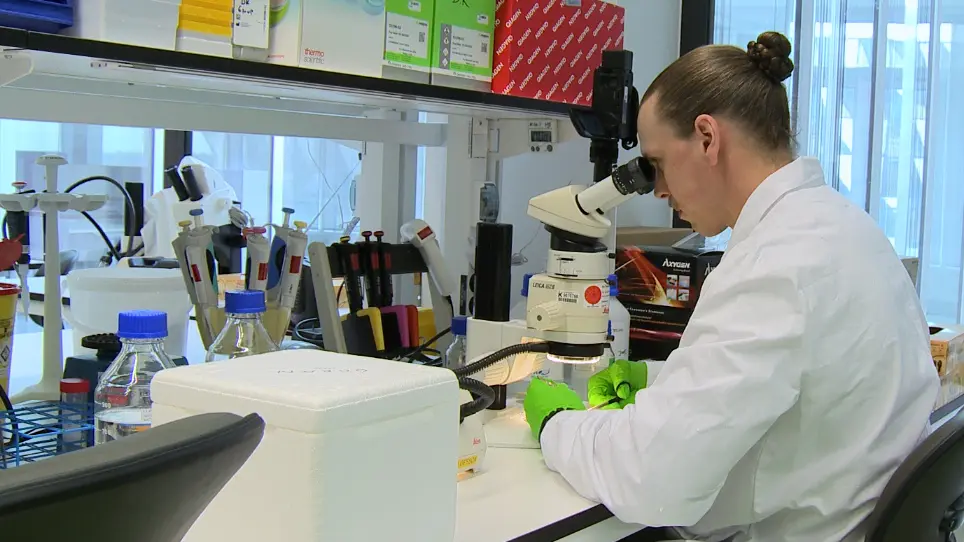 Quantification of Atherosclerosis in Mice