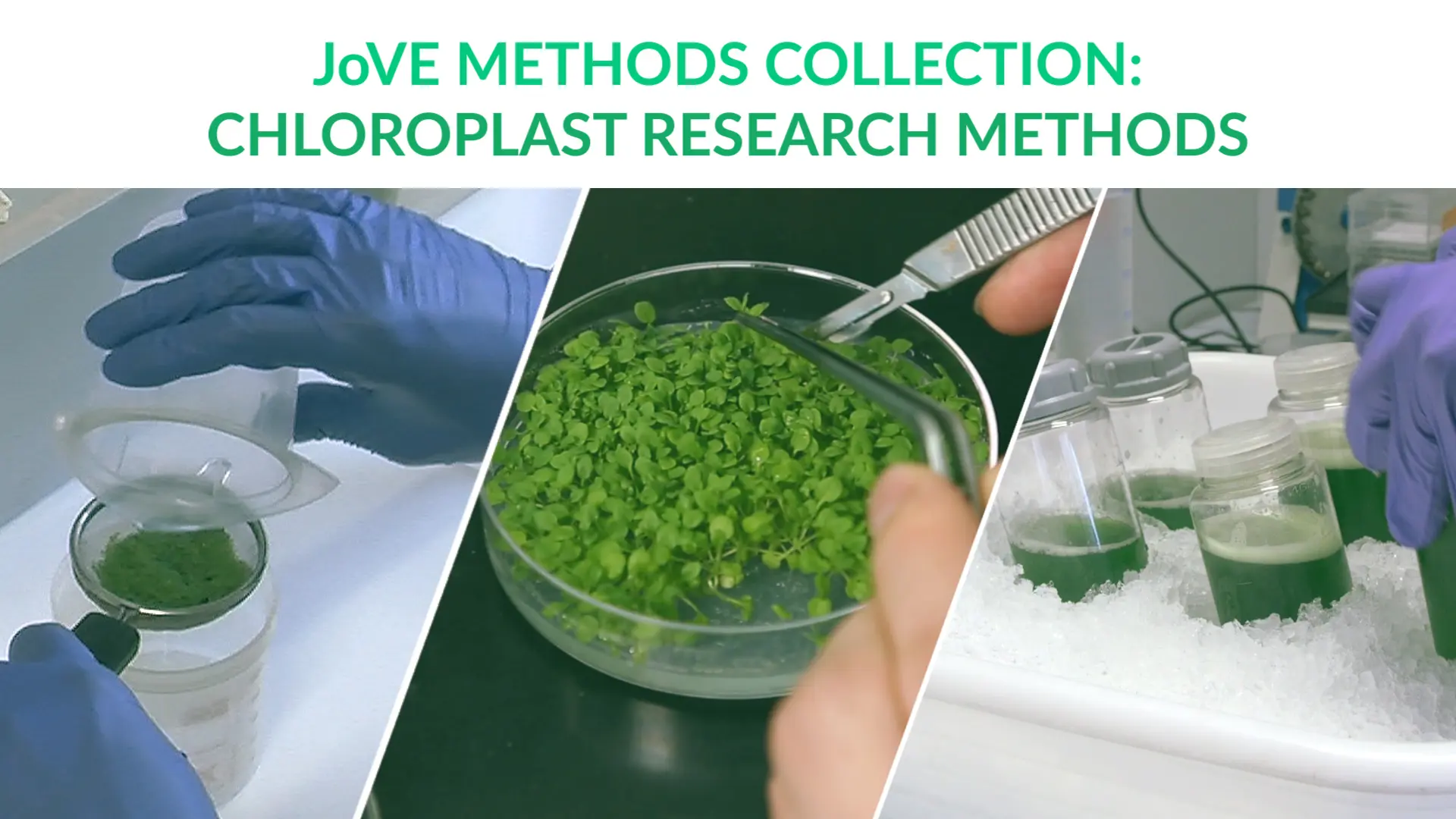 Chloroplast Research Methods: Probing The Targeting, Localization And Interactions Of Chloroplast Proteins