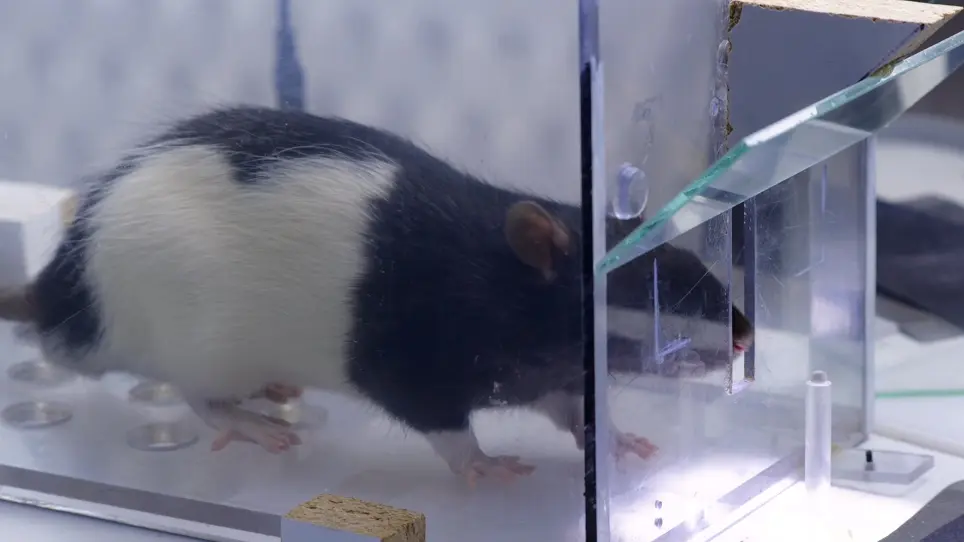 Automated Rat Single-Pellet Reaching with 3-Dimensional Reconstruction of Paw and Digit Trajectories
