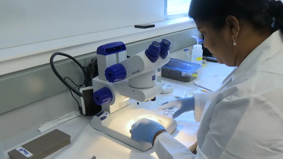 Processing Embryo, Eggshell, and Fungal Culture for Scanning Electron Microscopy