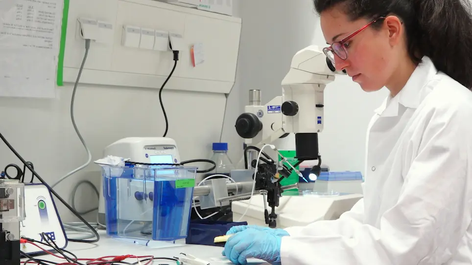Electroporation Method for In Vivo Delivery of Plasmid DNA in the Adult Zebrafish Telencephalon