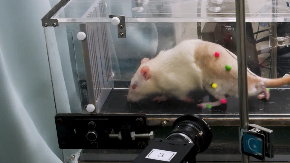3D Kinematic Analysis for the Functional Evaluation in the Rat Model of Sciatic Nerve Crush Injury