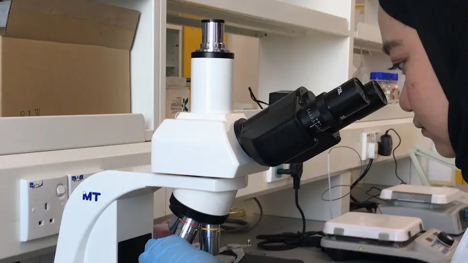 Time-Lapse 2D Imaging of Phagocytic Activity in M1 Macrophage-4T1 Mouse Mammary Carcinoma Cells in Co-cultures