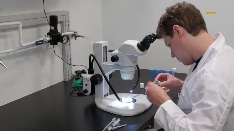 Time-lapse Live Imaging and Quantification of Fast Dendritic Branch Dynamics in Developing <em>Drosophila</em> Neurons