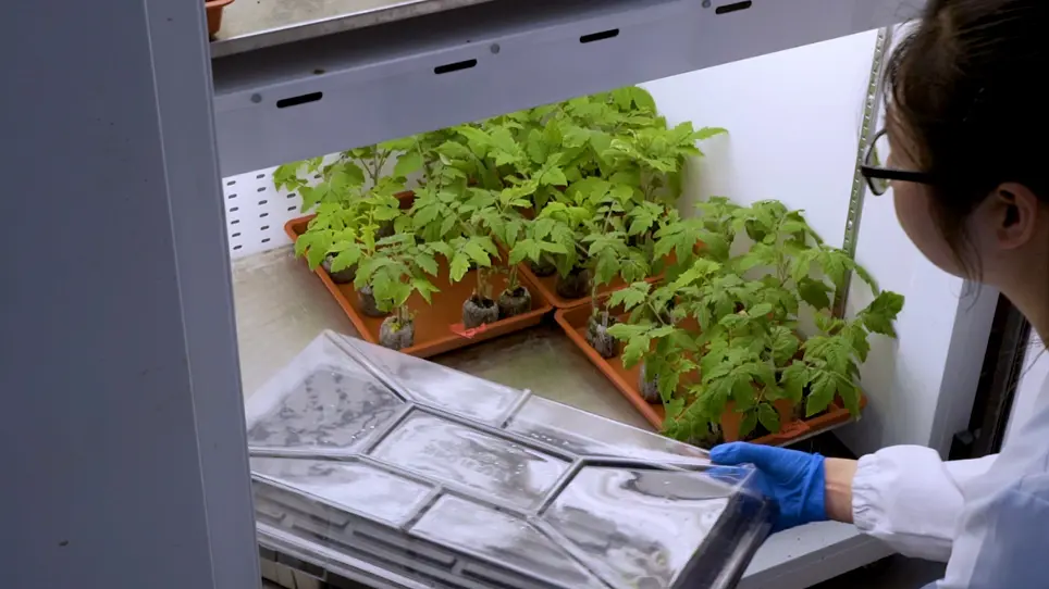 Tomato Root Transformation Followed by Inoculation with <em>Ralstonia Solanacearum</em> for Straightforward Genetic Analysis of Bacterial Wilt Disease