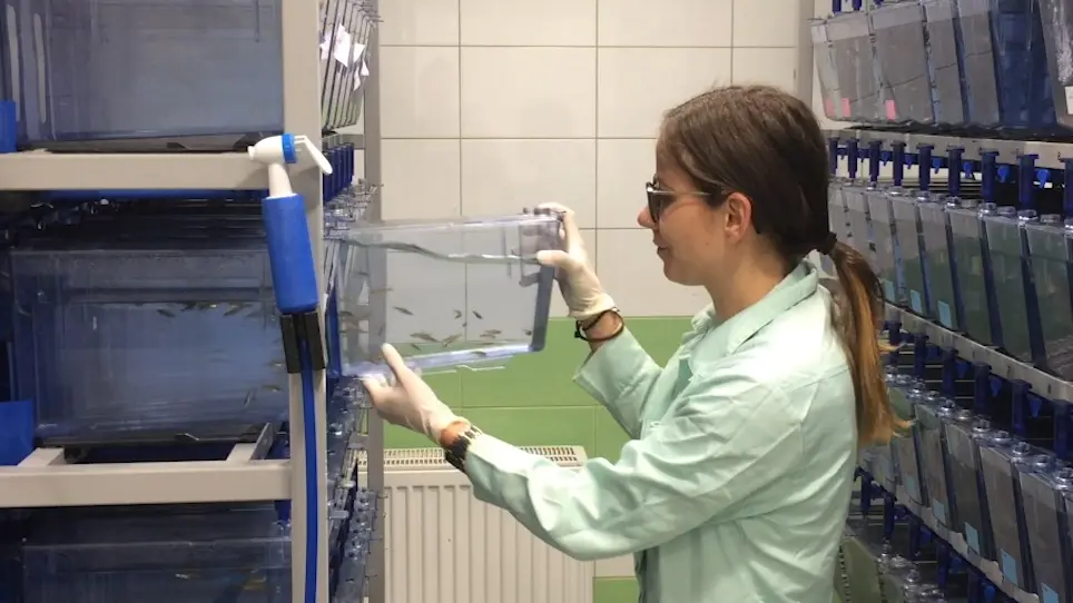Using Tg(Vtg1:mcherry) Zebrafish Embryos to Test the Estrogenic Effects of Endocrine Disrupting Compounds