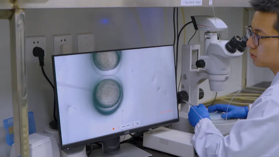 Whole-Mount In Situ Hybridization in Zebrafish Embryos and Tube Formation Assay in iPSC-ECs to Study the Role of Endoglin in Vascular Development