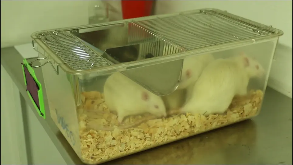 Fear Incubation Using an Extended Fear-Conditioning Protocol for Rats