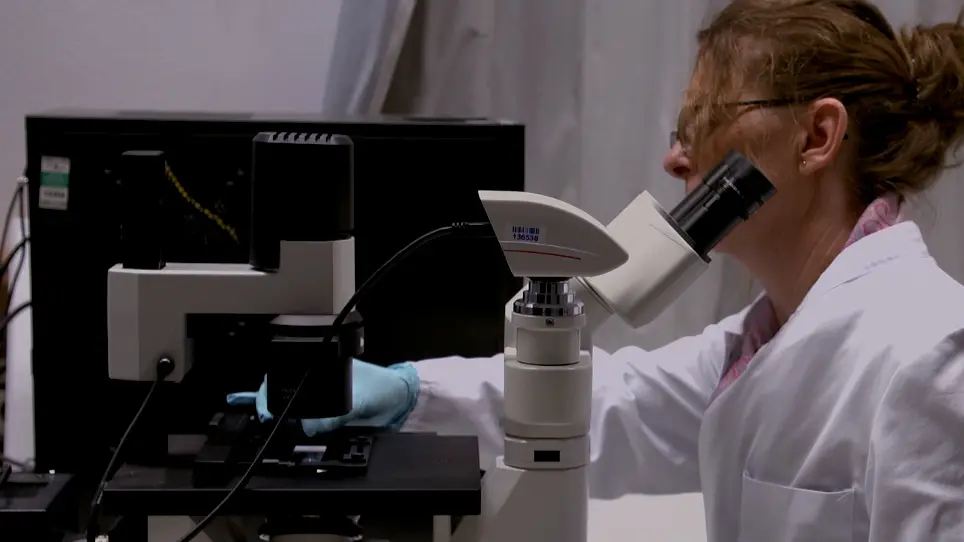 Development of a Noninvasive, Laser-Assisted Experimental Model of Corneal Endothelial Cell Loss
