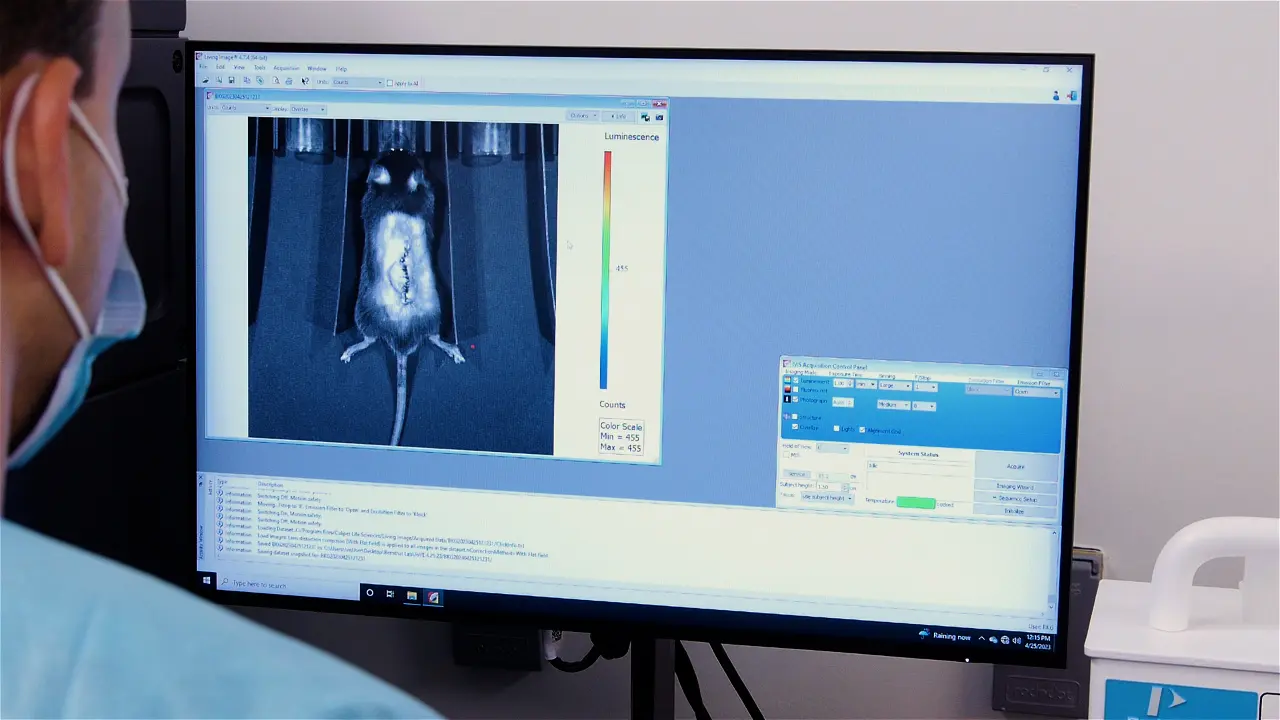 In Vivo Mouse Model of Spinal Implant Infection